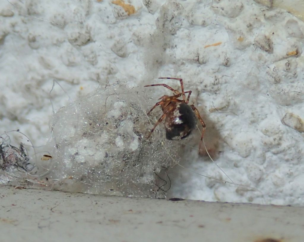 a proposito di Sardinidion ragno opportunista?