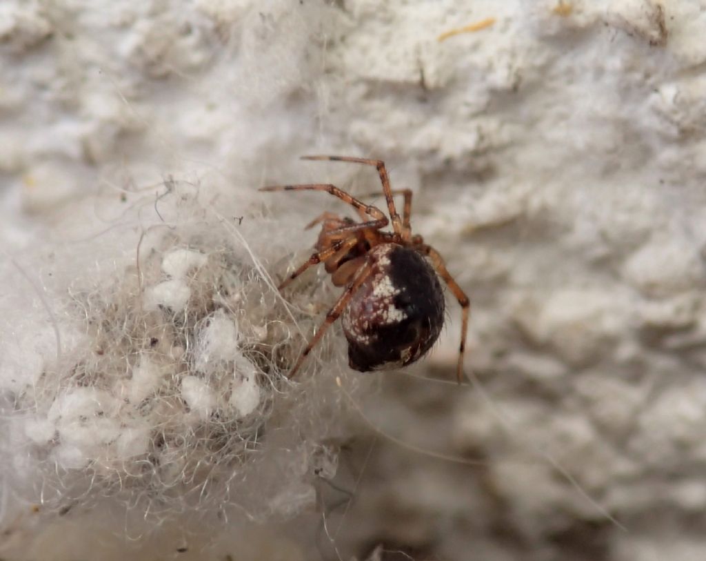 a proposito di Sardinidion ragno opportunista?