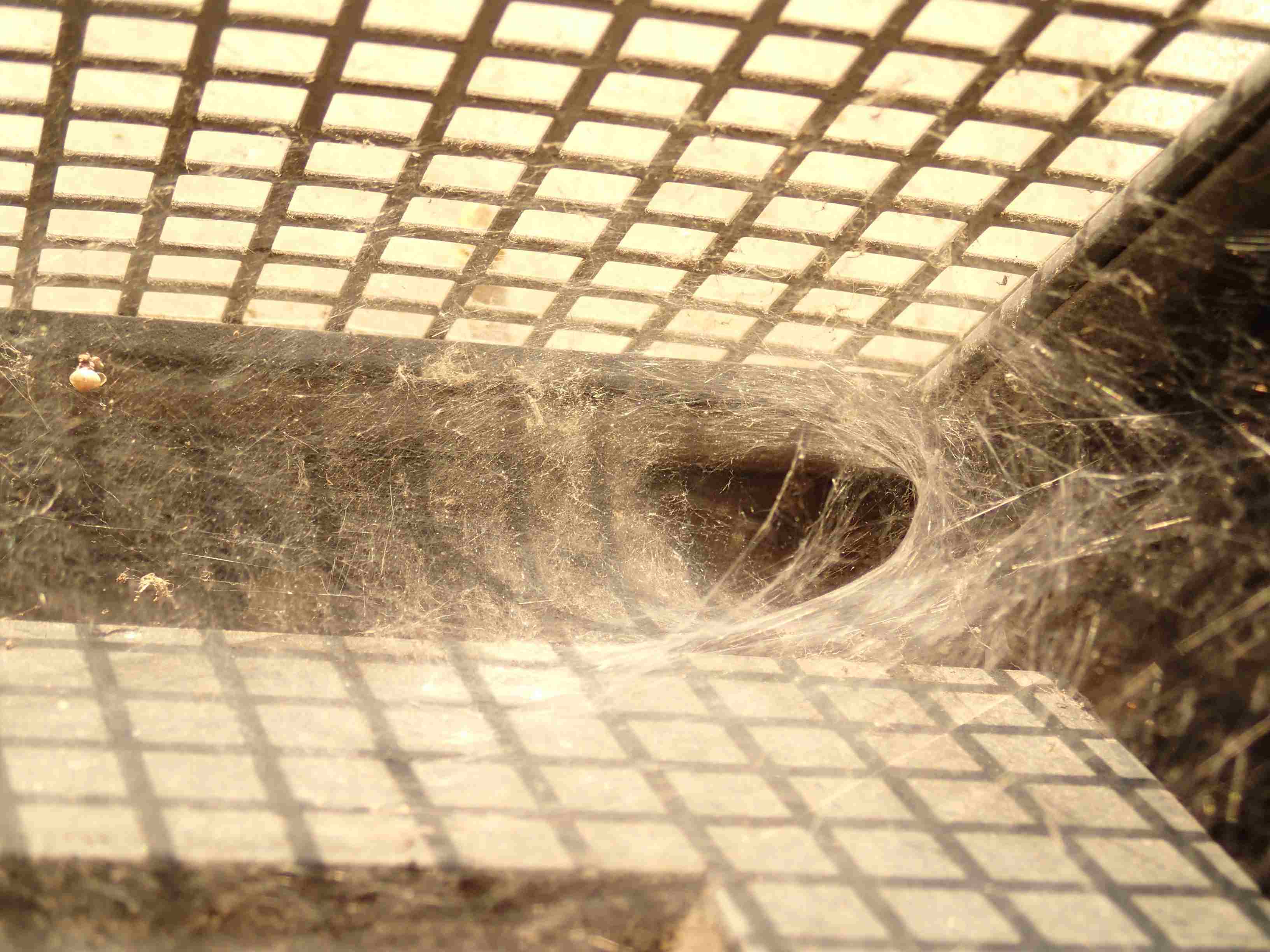 Agelena labyrinthica tela fuori luogo