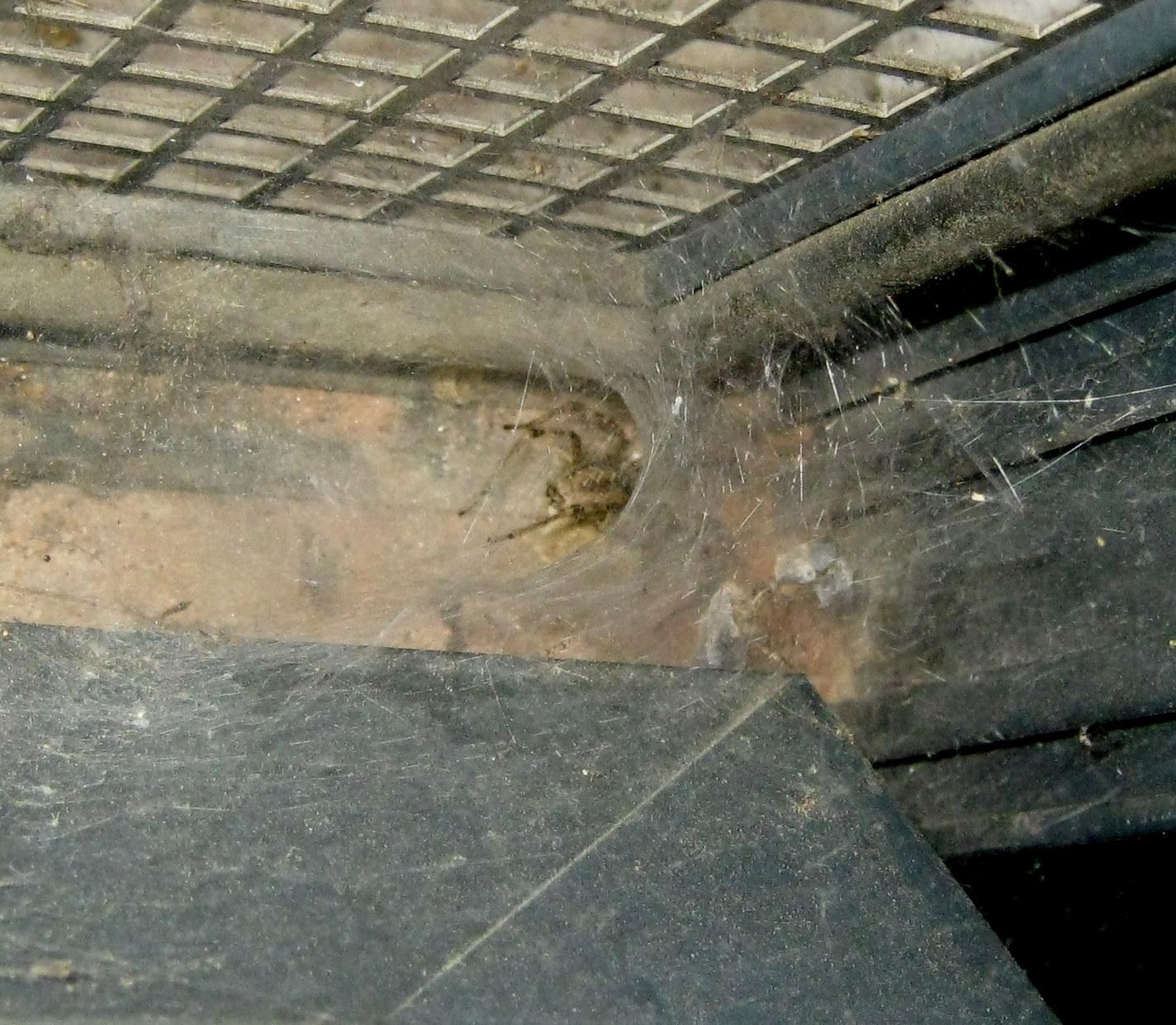 Agelena labyrinthica tela fuori luogo