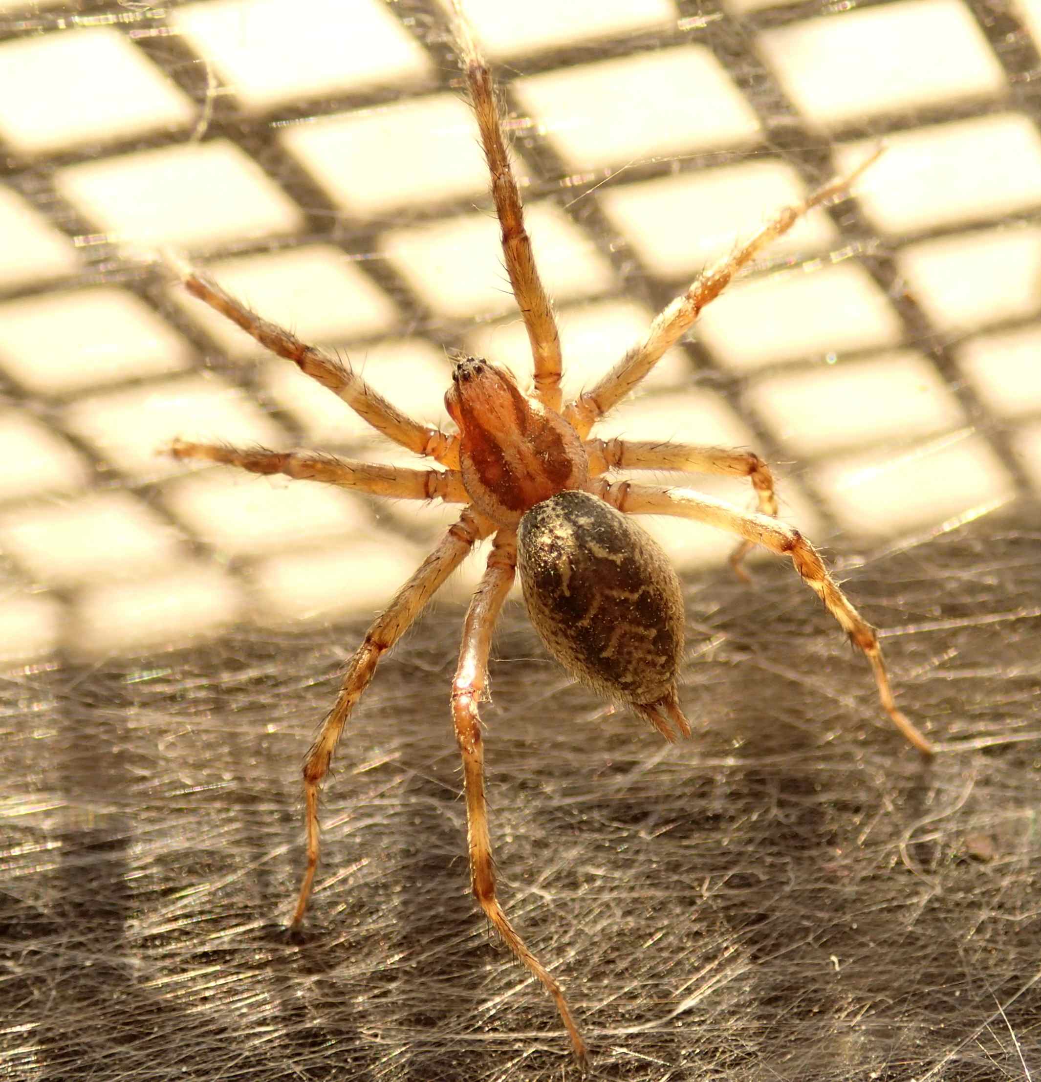Agelena labyrinthica tela fuori luogo