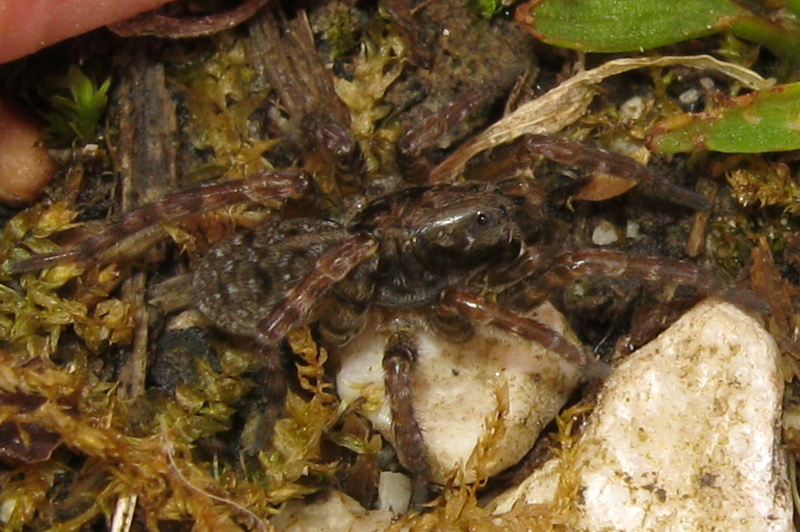 Arctosa lacustris - Lughignano (TV)