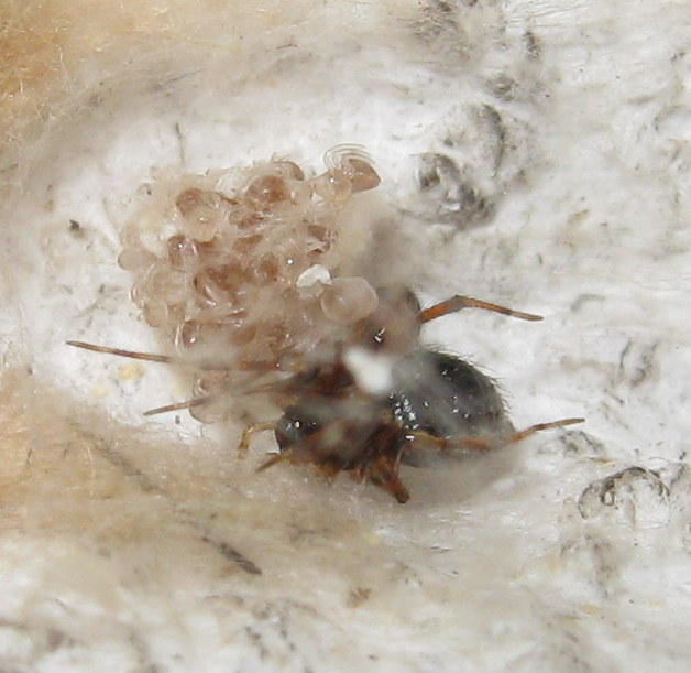 Sardinidion blackwalli con ovisacco - Treviso