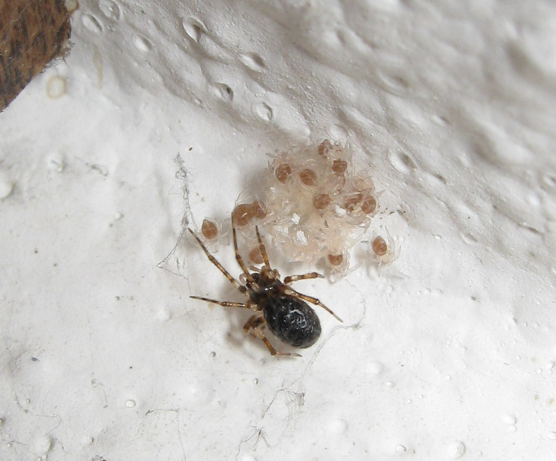 Sardinidion blackwalli con ovisacco - Treviso