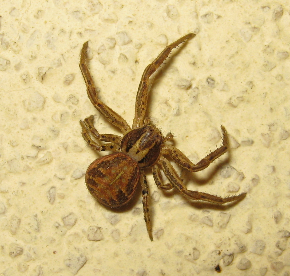 Xysticus sp. Treviso