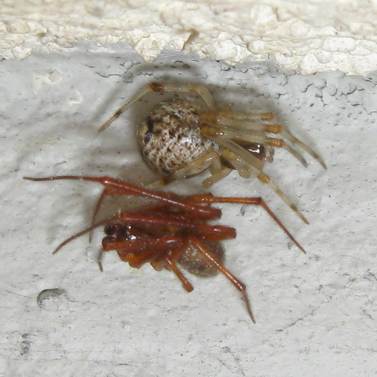 Parasteatoda tepidariorum accoppiamento - Treviso (TV)