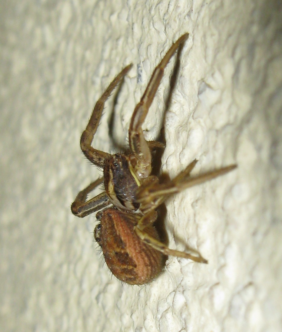 Xysticus sp. Treviso