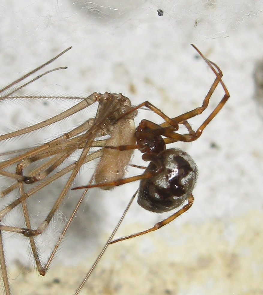 Steatoda triangulosa preda Pholcus phalangioides  Treviso