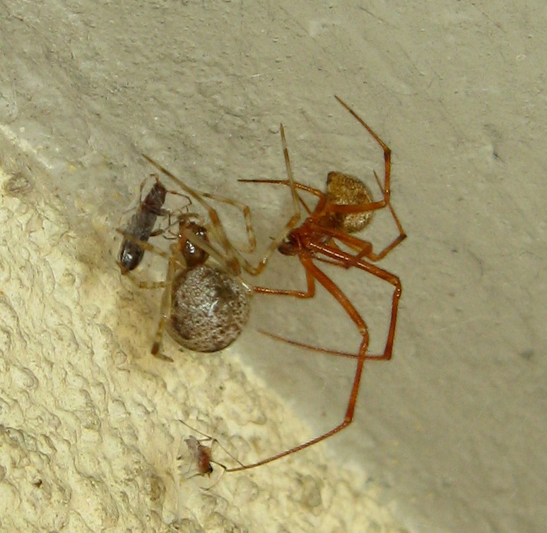 Parasteatoda tepidariorum accoppiamento - Treviso (TV)