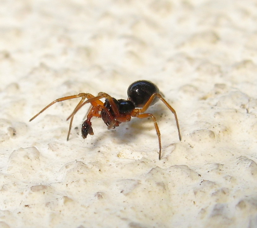 Linyphiidae Erigoniinae - Treviso