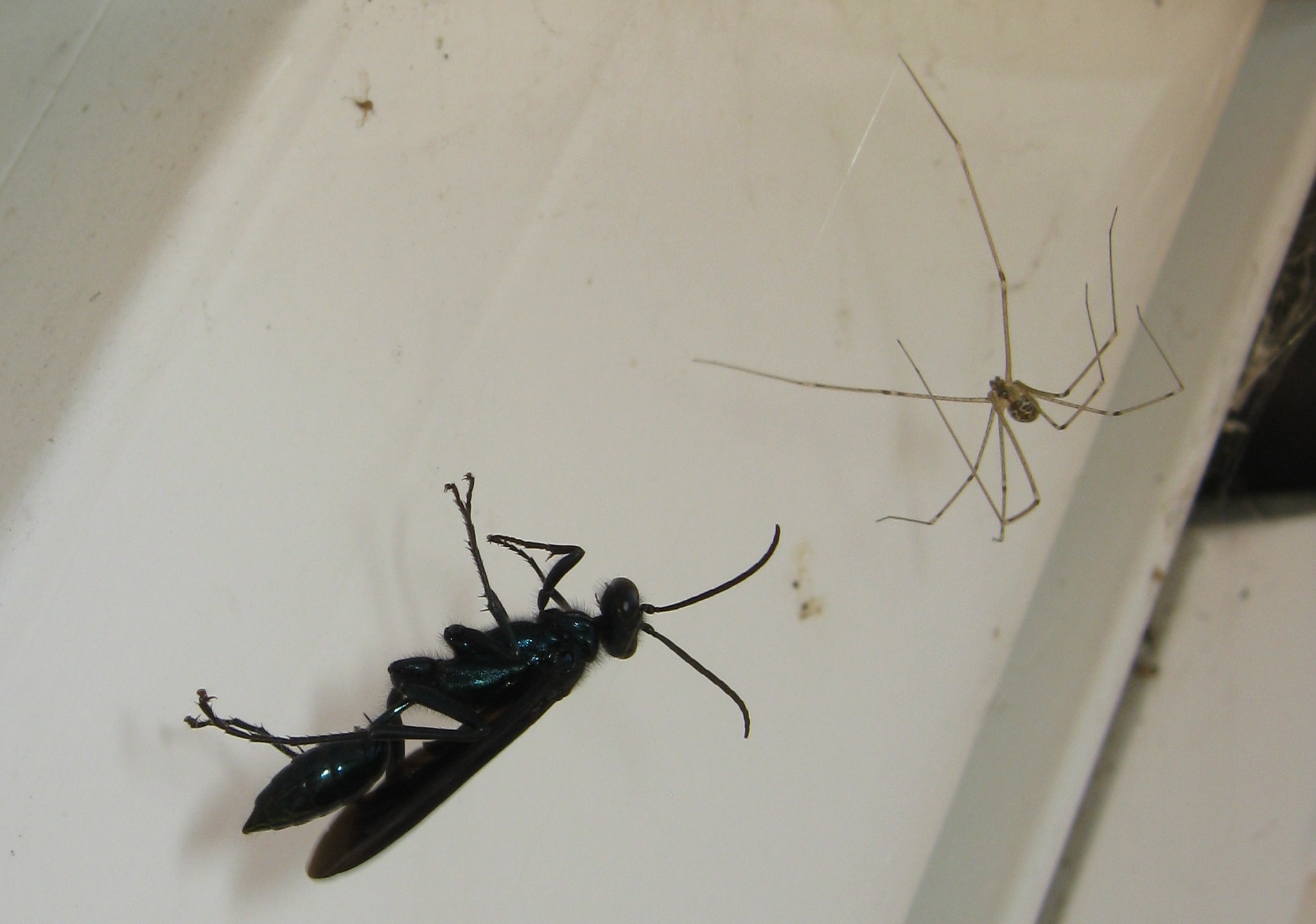 Chalybion californicum (Sphecidae)