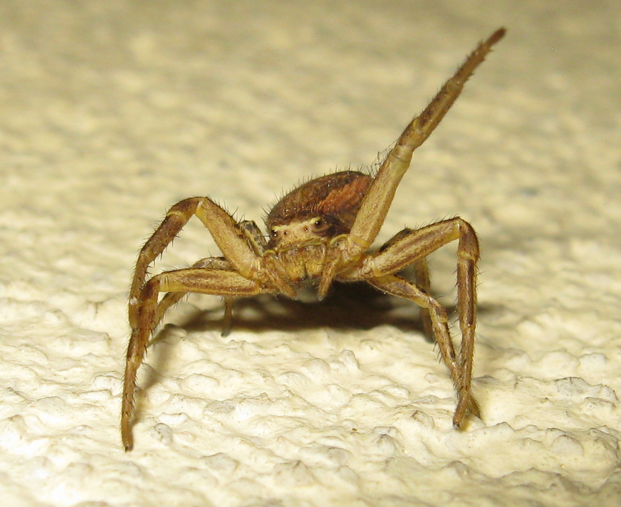 Xysticus sp. Treviso