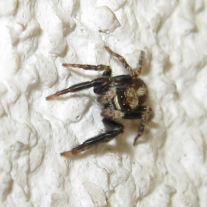 Salticidae: Pseudeuophrys lanigera