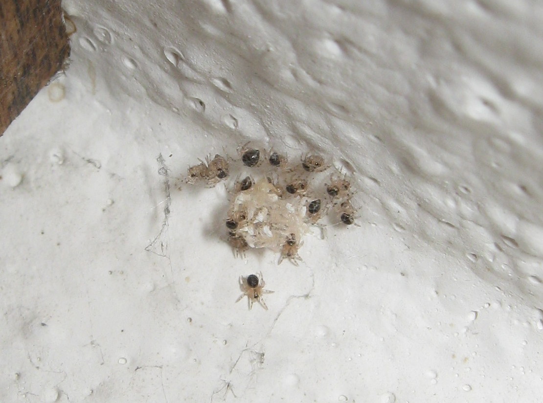 Sardinidion blackwalli con ovisacco - Treviso