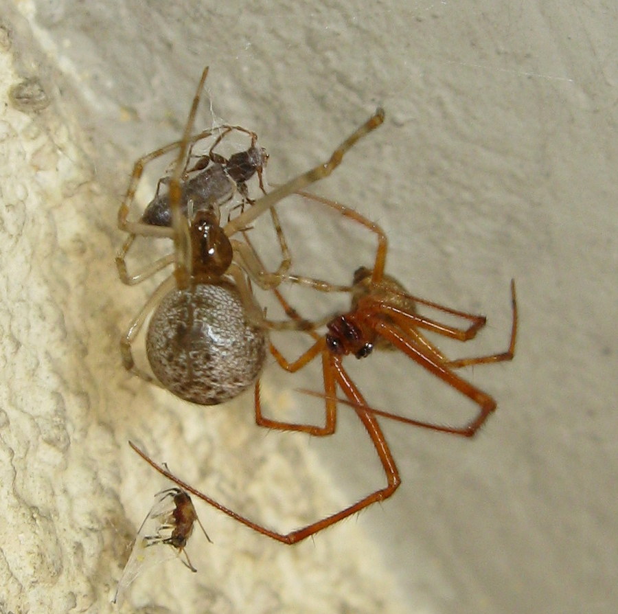 Parasteatoda tepidariorum accoppiamento - Treviso (TV)