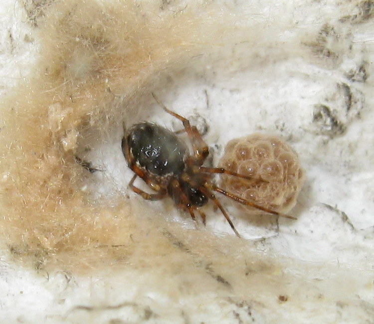 Sardinidion blackwalli con ovisacco - Treviso
