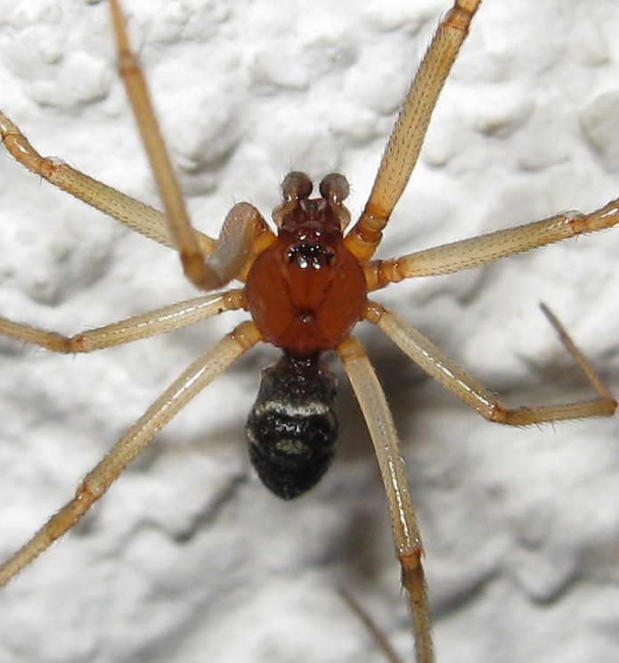 maschio di Steatoda grossa - Treviso