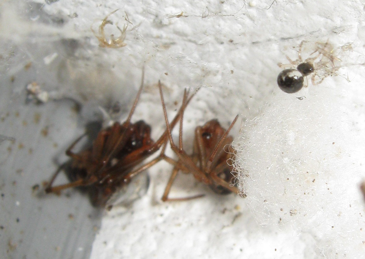 giovane Sardinidion blakwalli preda Steatoda triangulosa