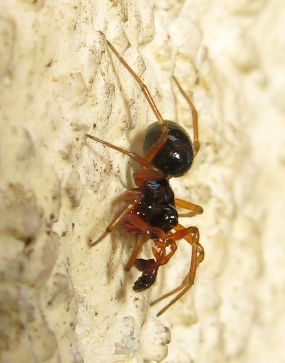 Linyphiidae Erigoniinae - Treviso