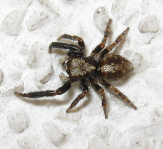 Salticidae: Pseudeuophrys lanigera