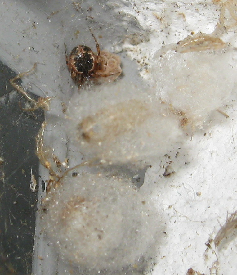 Sardinidion blackwalli con ovisacco - Treviso