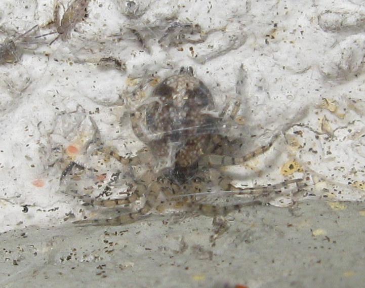 Oecobius maculatus con ovisacco