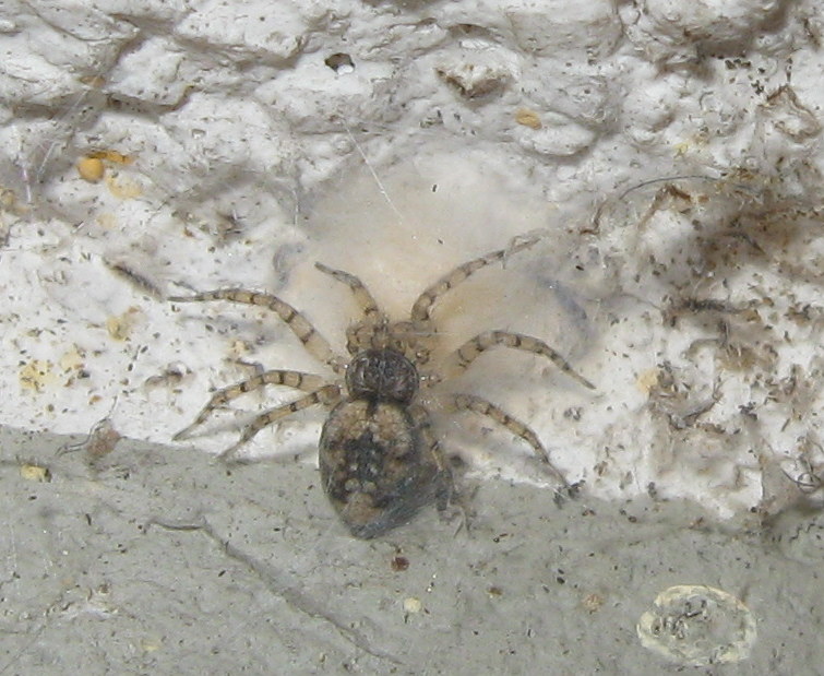 Oecobius maculatus con ovisacco