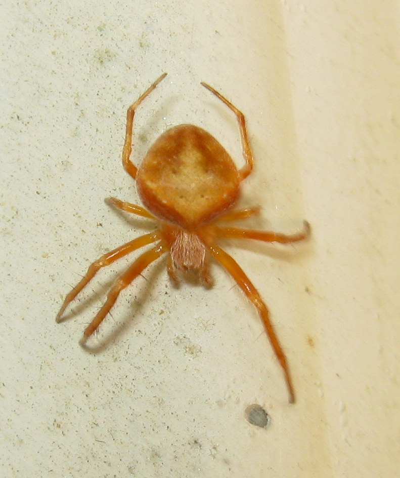 Araneus cfr. triguttatus -  Treviso (TV)