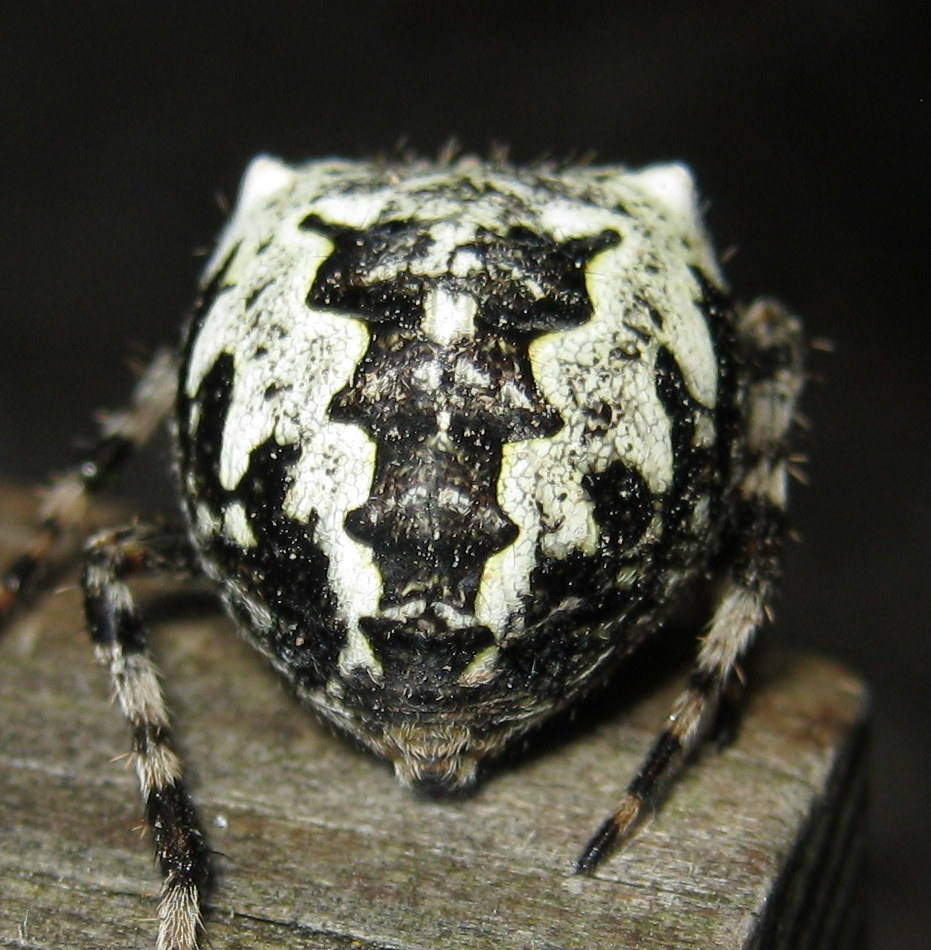 Araneus nordmanni ?