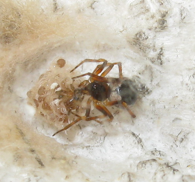 Sardinidion blackwalli con ovisacco - Treviso