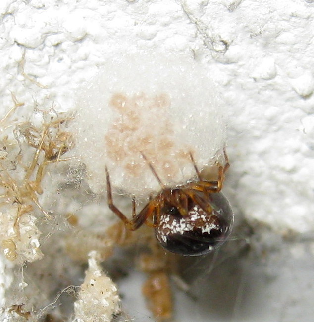 Sardinidion blackwalli con ovisacco - Treviso