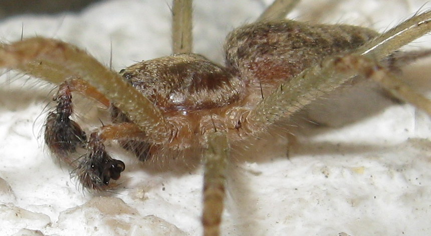 Allagelena gracilens,  maschio  - Treviso