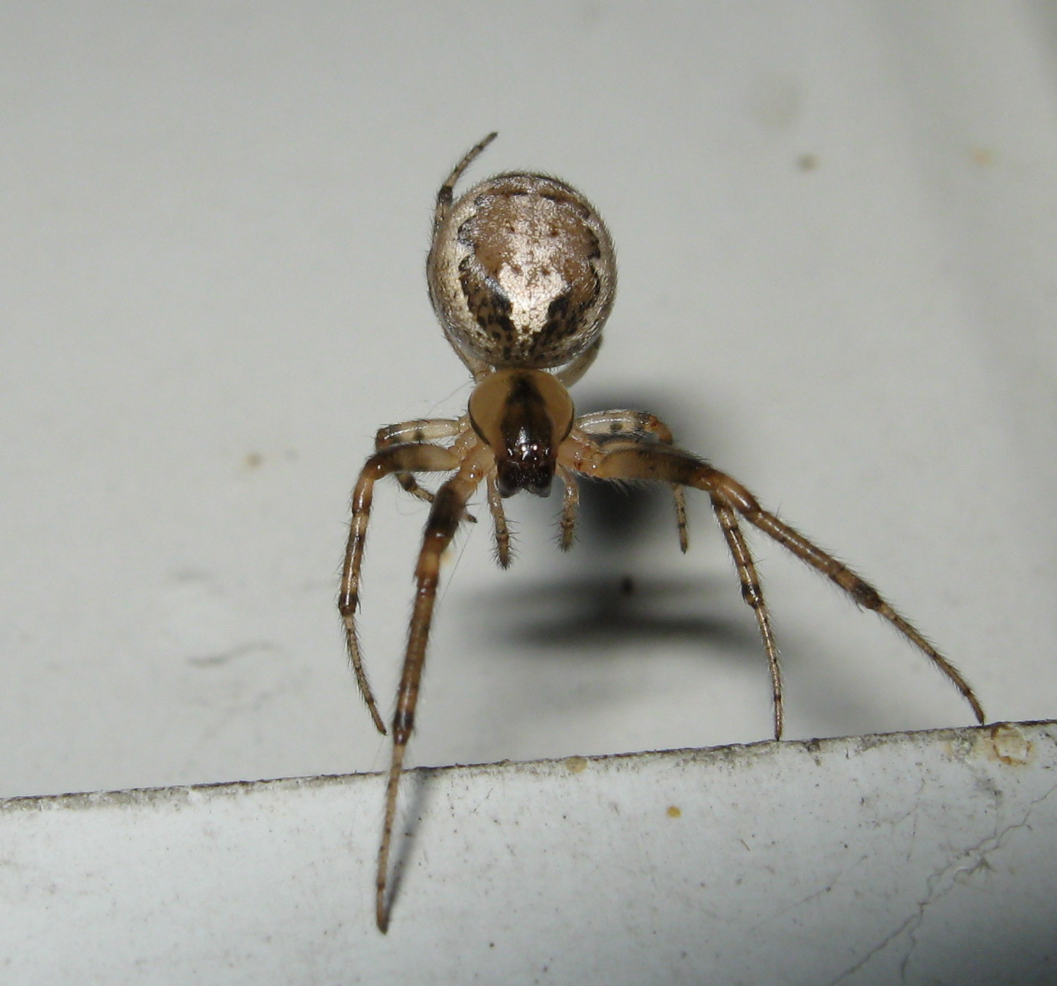 Zygiella sp. la paura fa ....