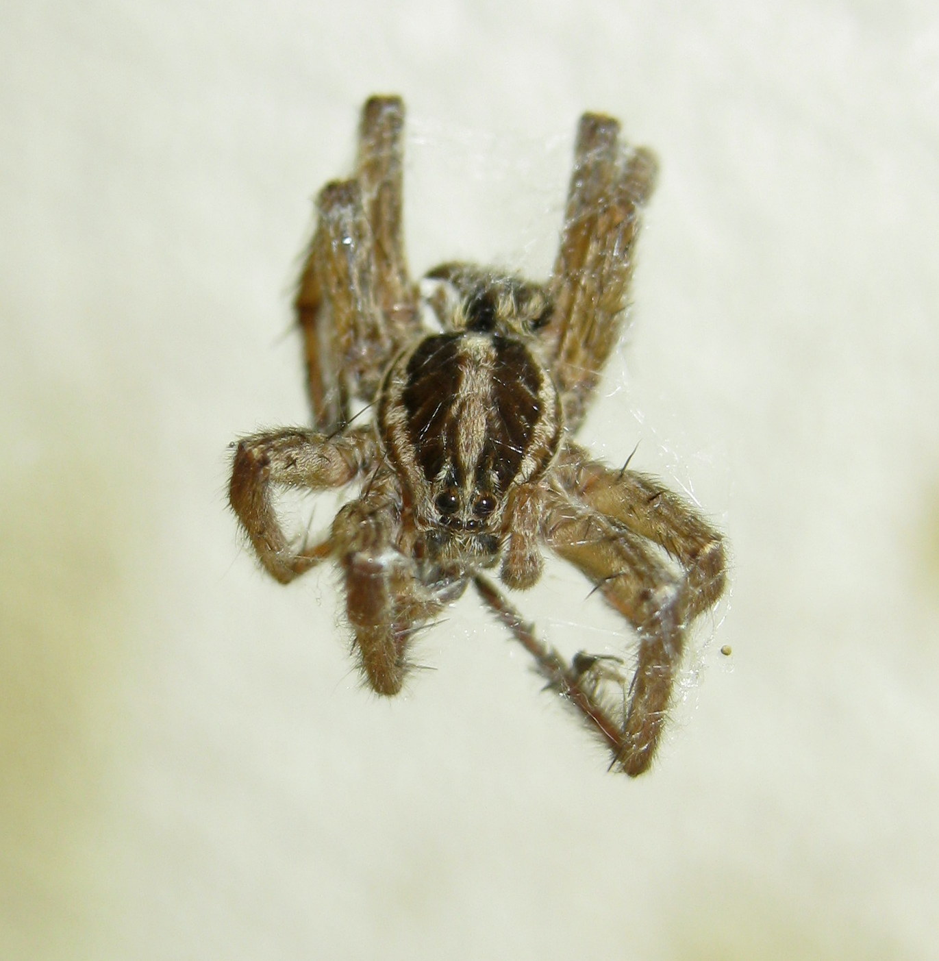 Parasteatoda tepidariorum con preda Hogna radiata