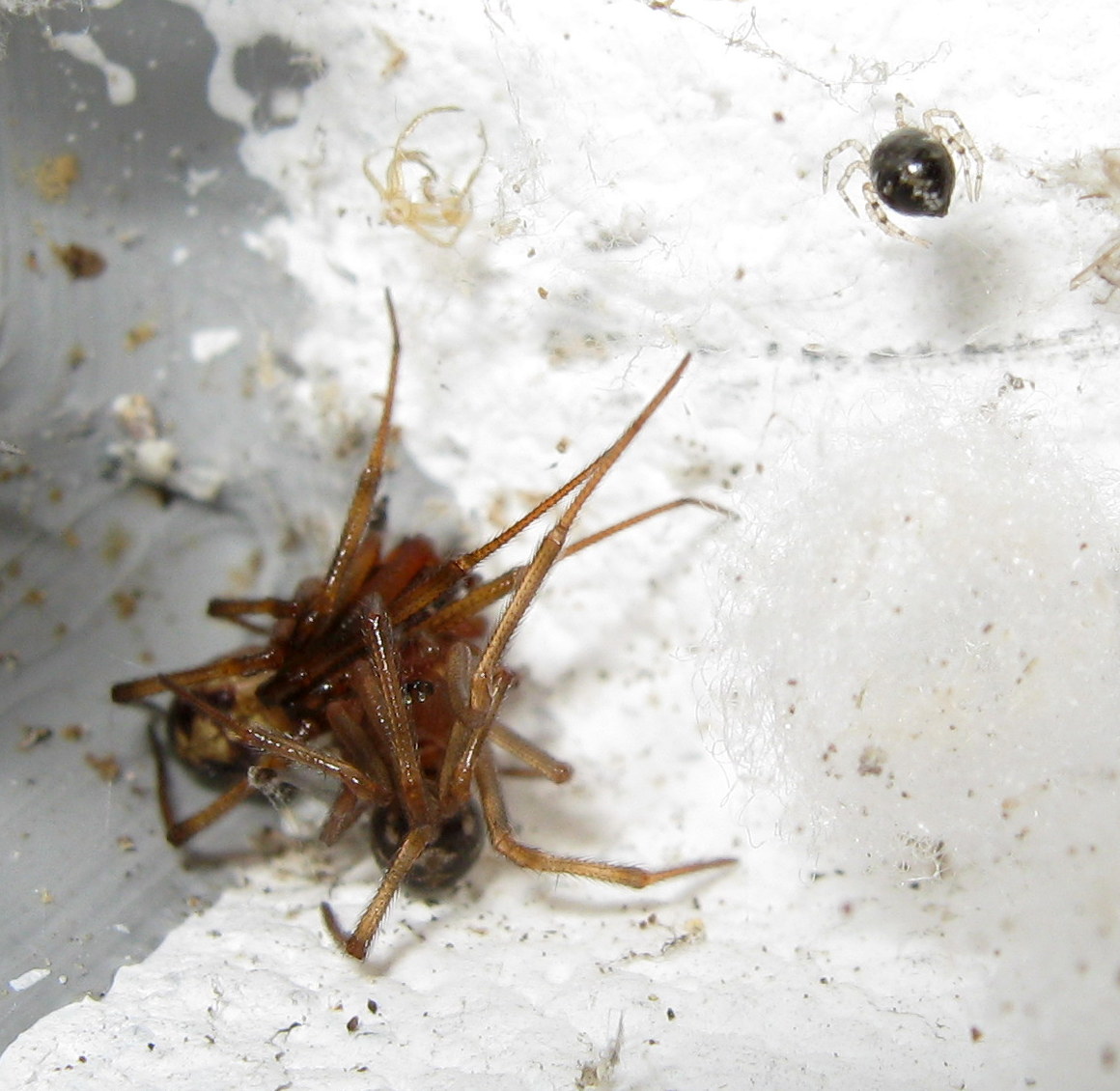 giovane Sardinidion blakwalli preda Steatoda triangulosa