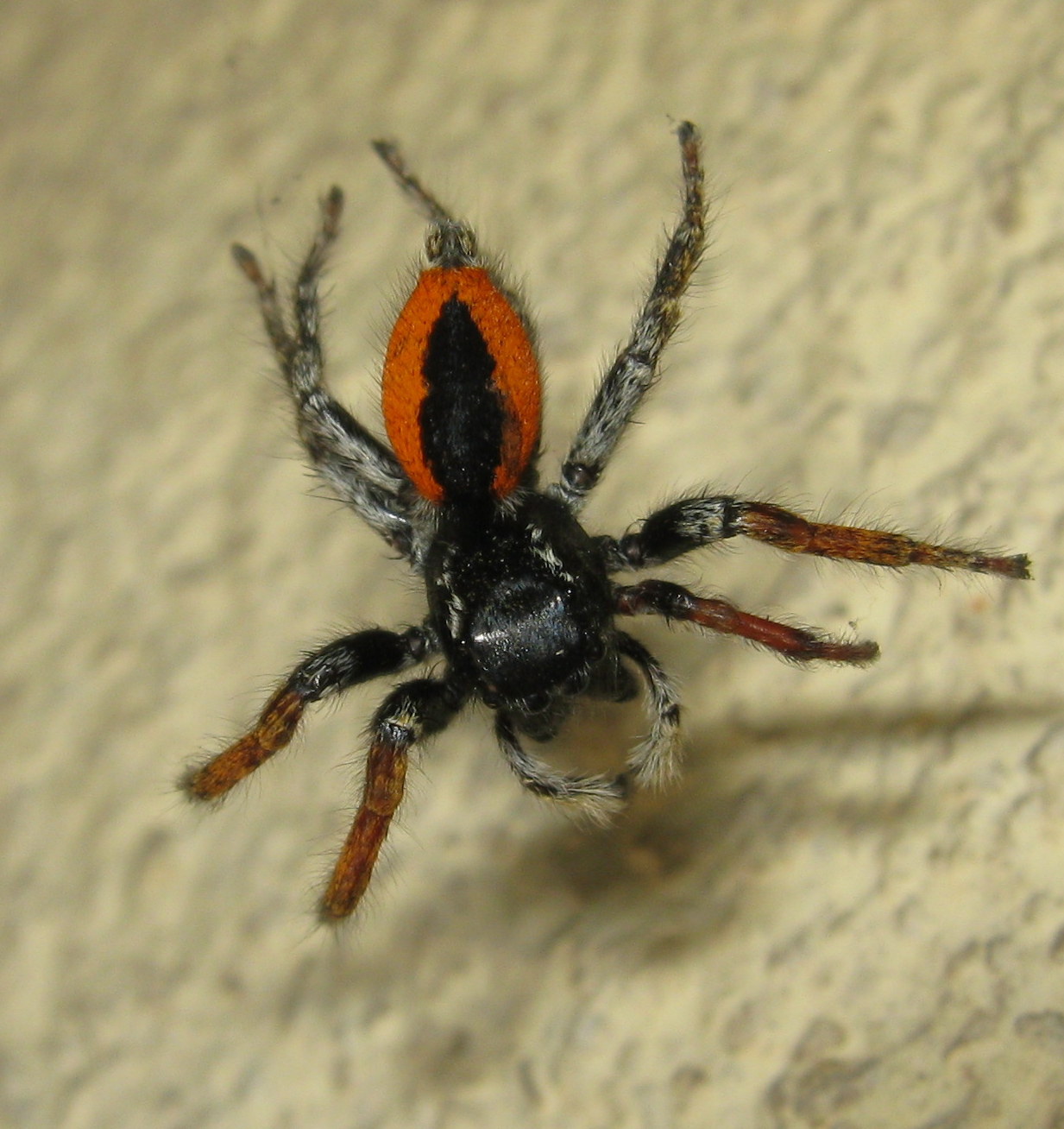 Philaeus chrysops comportamento insolito