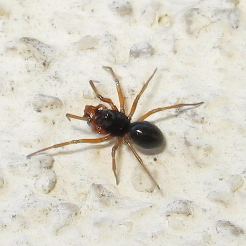 Linyphiidae Erigoniinae - Treviso