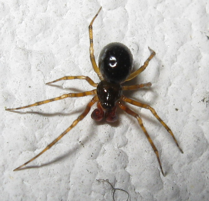 Sardinidion blackwalli maturazione dei maschi - Treviso (TV)