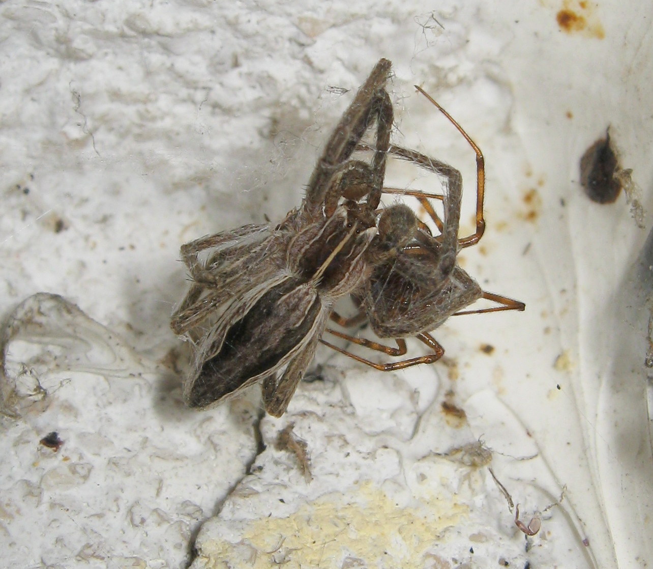Steatoda triangulosa preda Pisaura - Treviso (TV)