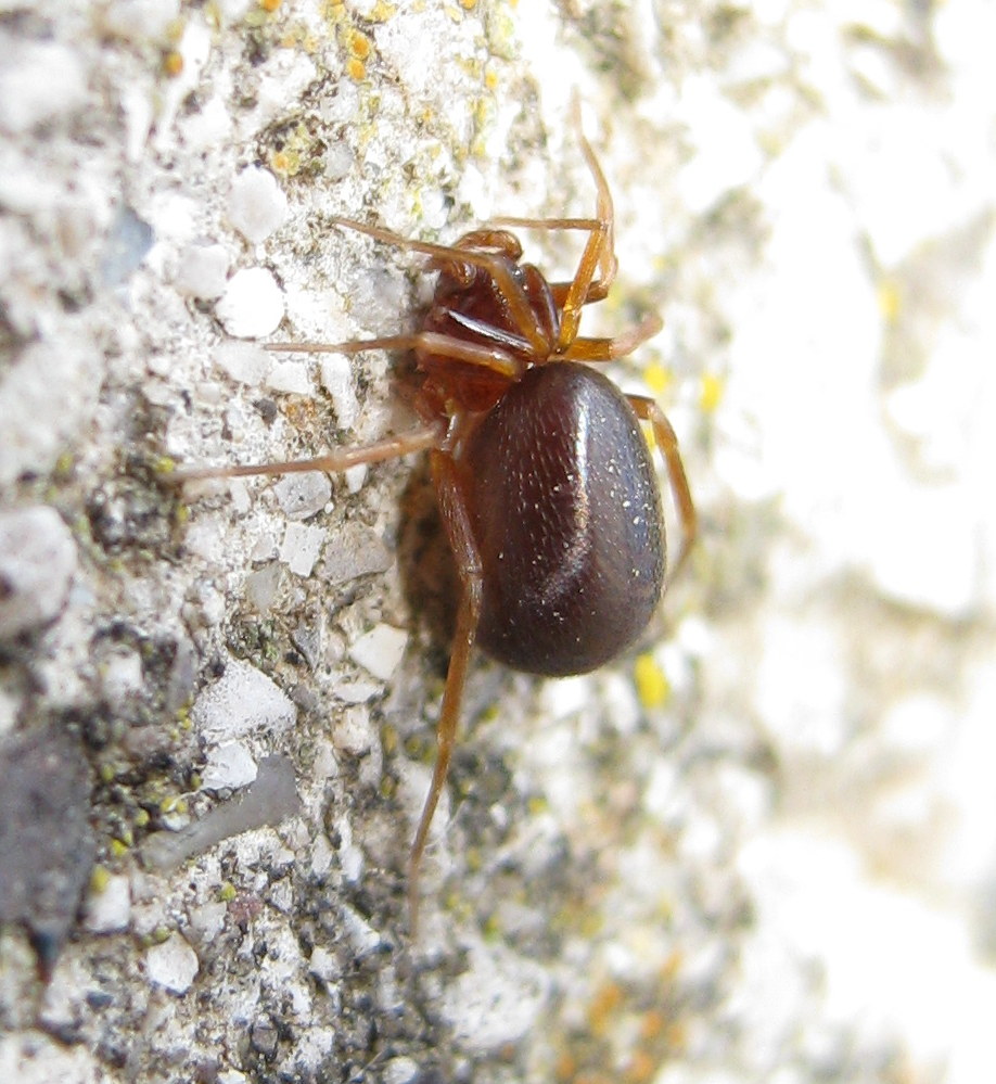 Zodariidae:   Zodarion sp.  - Treviso