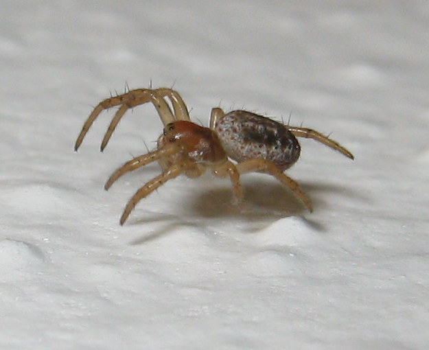 Giovane Araniella sp.?