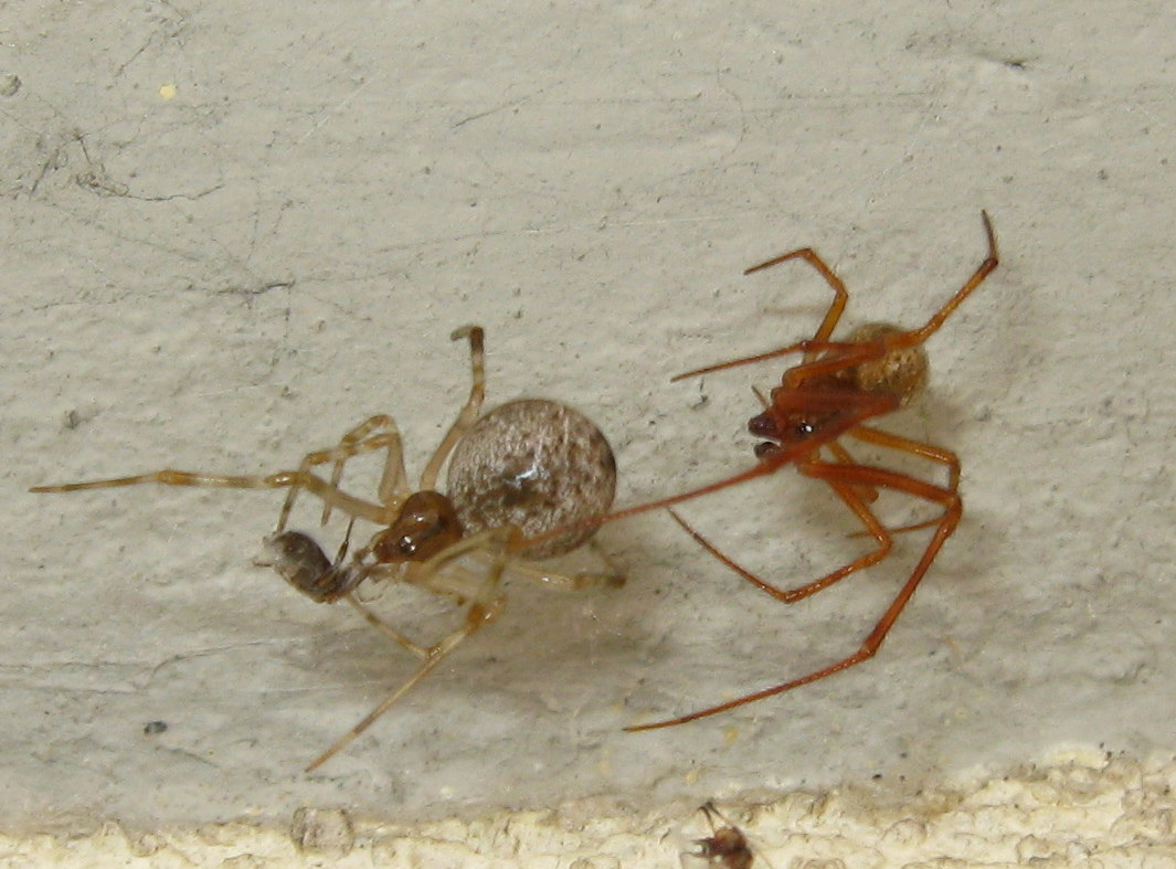 Parasteatoda tepidariorum accoppiamento - Treviso (TV)