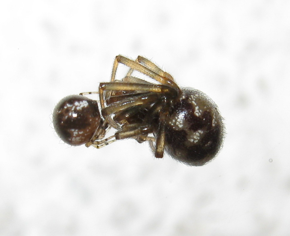 giovane Sardinidion blakwalli preda Steatoda triangulosa