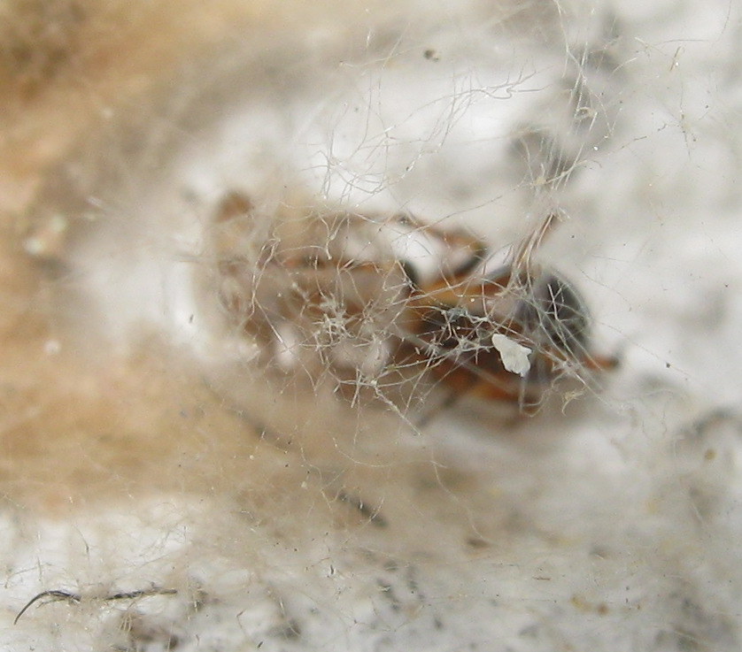 Sardinidion blackwalli con ovisacco - Treviso