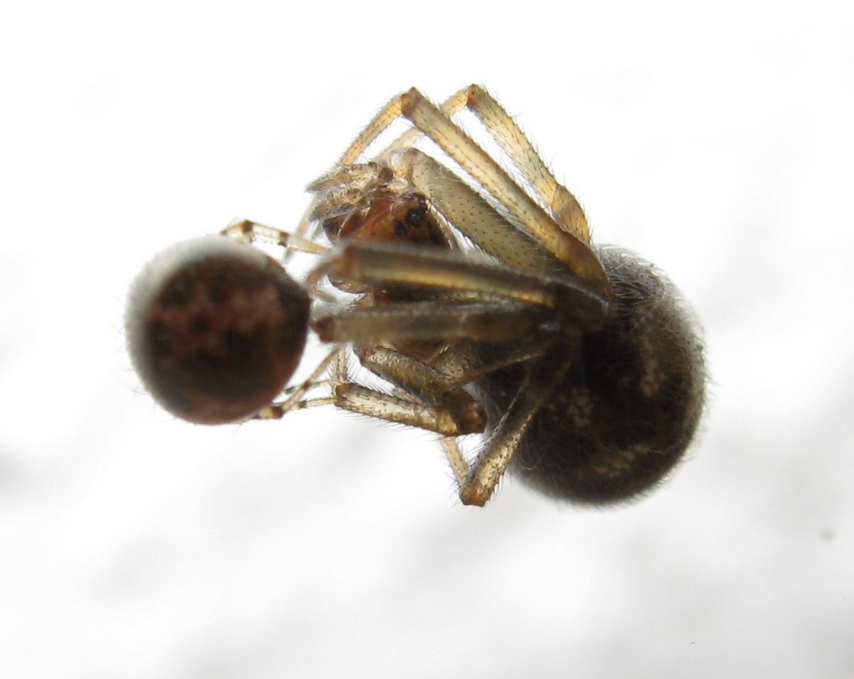 giovane Sardinidion blakwalli preda Steatoda triangulosa