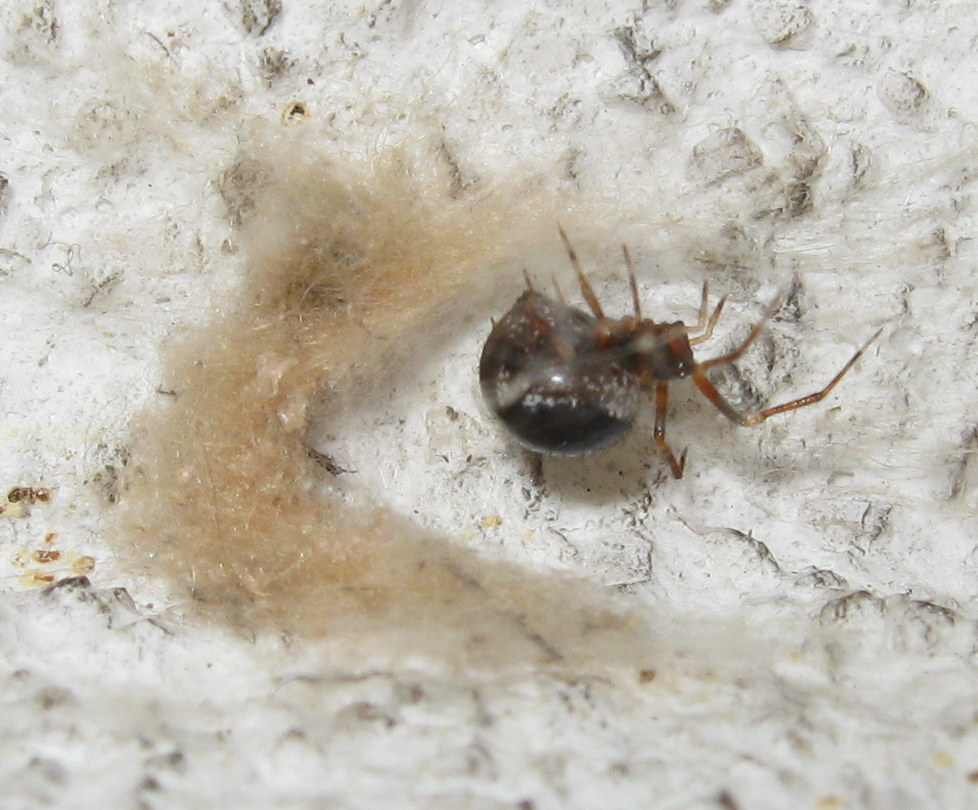 Sardinidion blackwalli con ovisacco - Treviso
