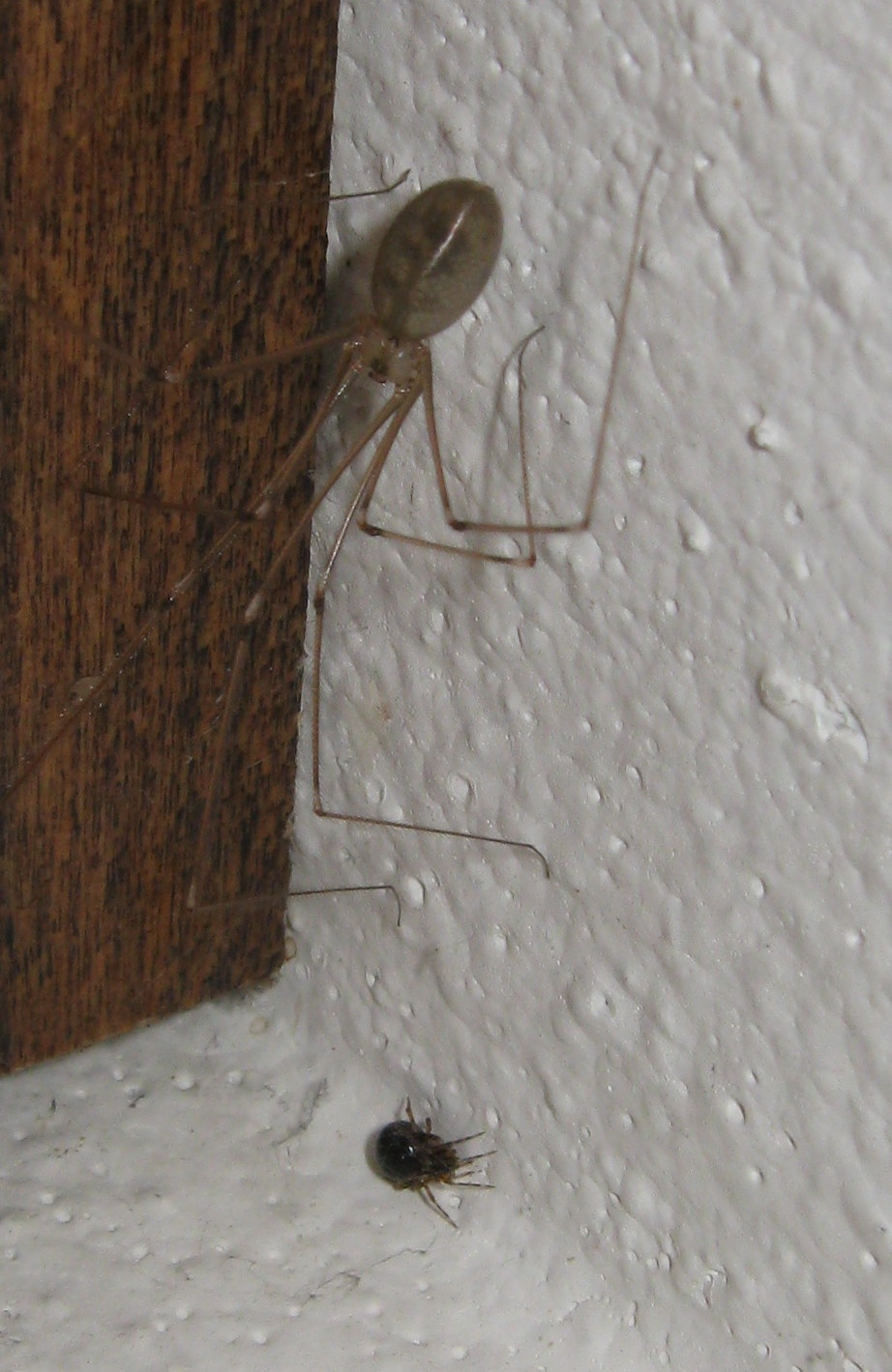 Sardinidion blackwalli con ovisacco - Treviso