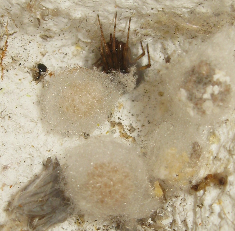 Sardinidion blackwalli con ovisacco - Treviso