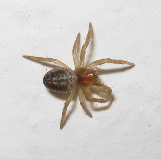 Giovane Araniella sp.?