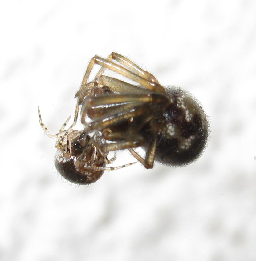 giovane Sardinidion blakwalli preda Steatoda triangulosa